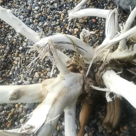 מלון Dolly Porto Columbu - Perd'E Sali