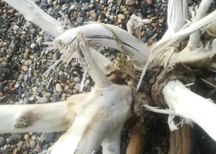 酒店 Dolly Porto Columbu - Perd'E Sali